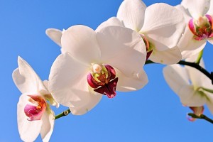 世界拳击技术与规则研讨：制度完善促赛事健康发展，世界拳击比赛有哪些